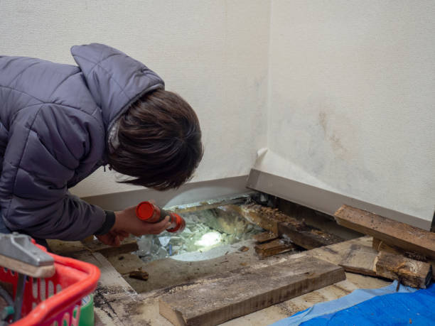 Best Mold Remediation for Healthcare Facilities  in Spirit Lake, ID