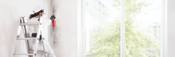 Best Mold Removal for HVAC Installations  in Spirit Lake, ID